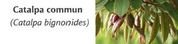 Catalpa commun