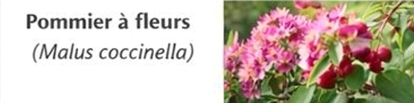 Pommier à fleurs