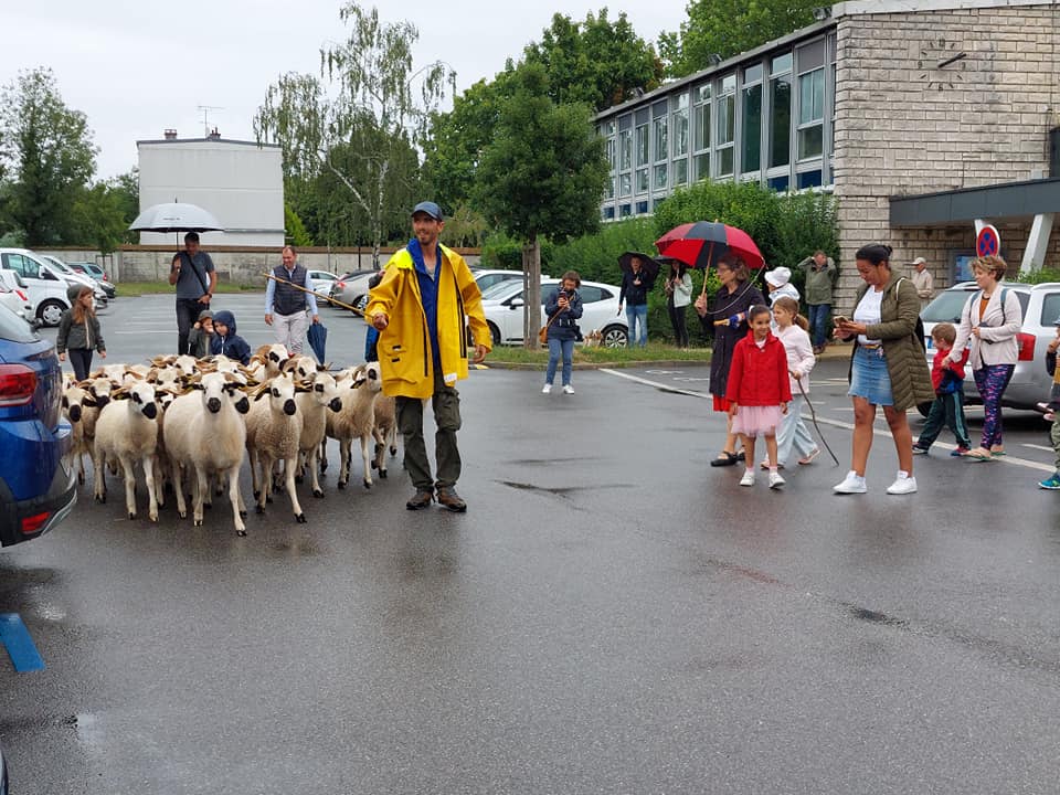 Transhumance des moutons