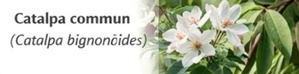 Catalpa commun