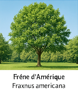 Frêne d’Amérique Frêne d’Amérique