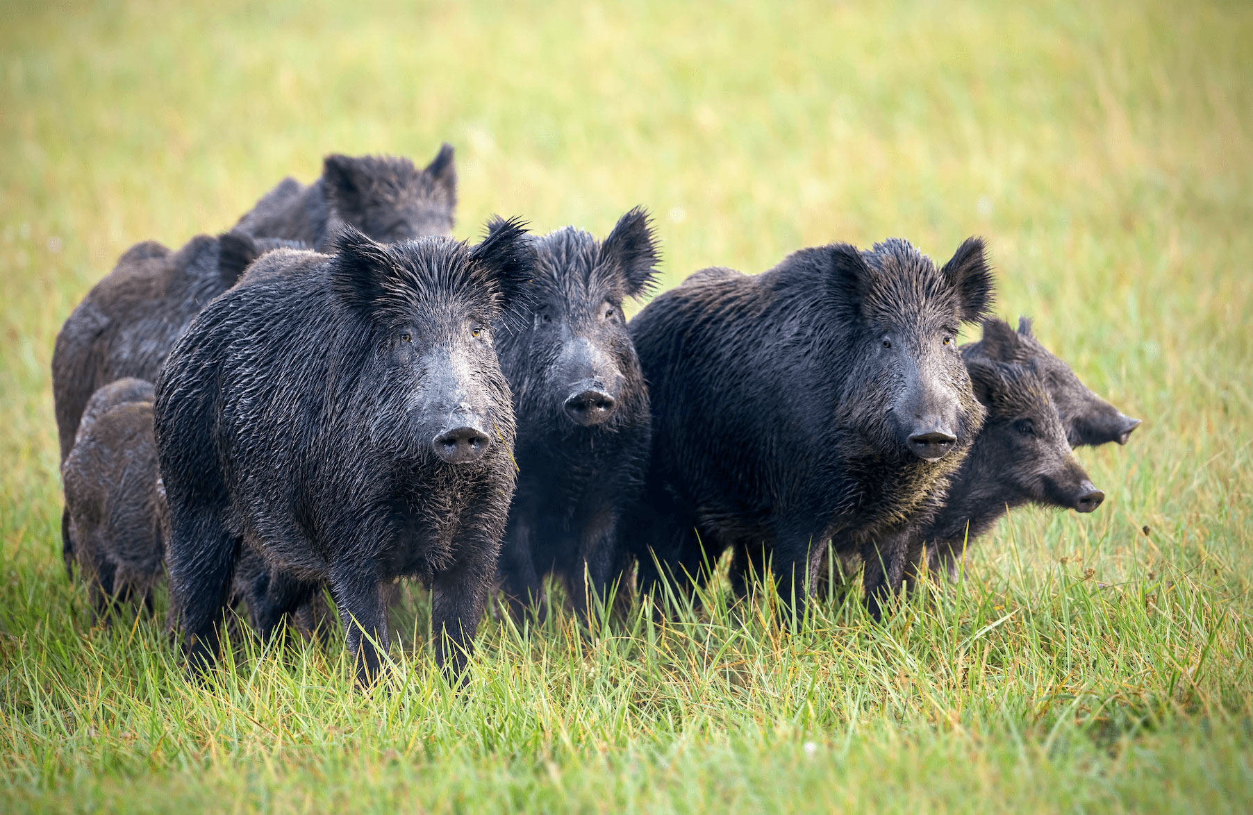 Battues administratives de chasse au sanglier Battues administratives de chasse au sanglier