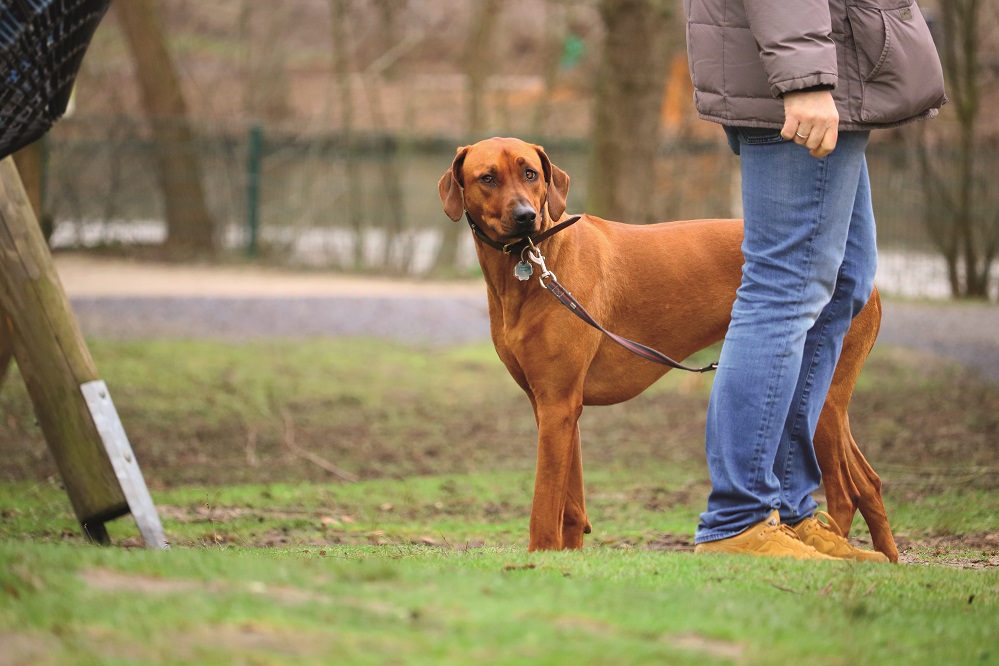 Inauguration du parc canin